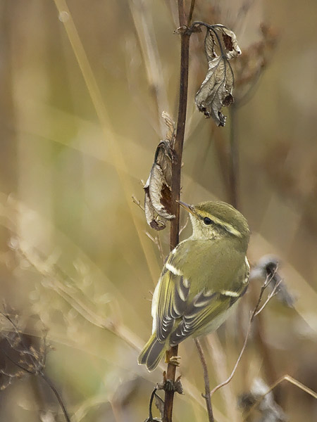 Taigauunilintu, Yellow-browed Warbler, Phylloscopus inornatus